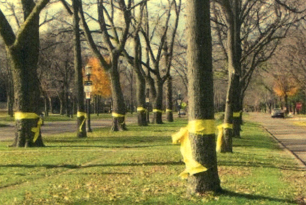 Yellow ribbons tied to trees on West Blvd, Rapid City, SD  1981