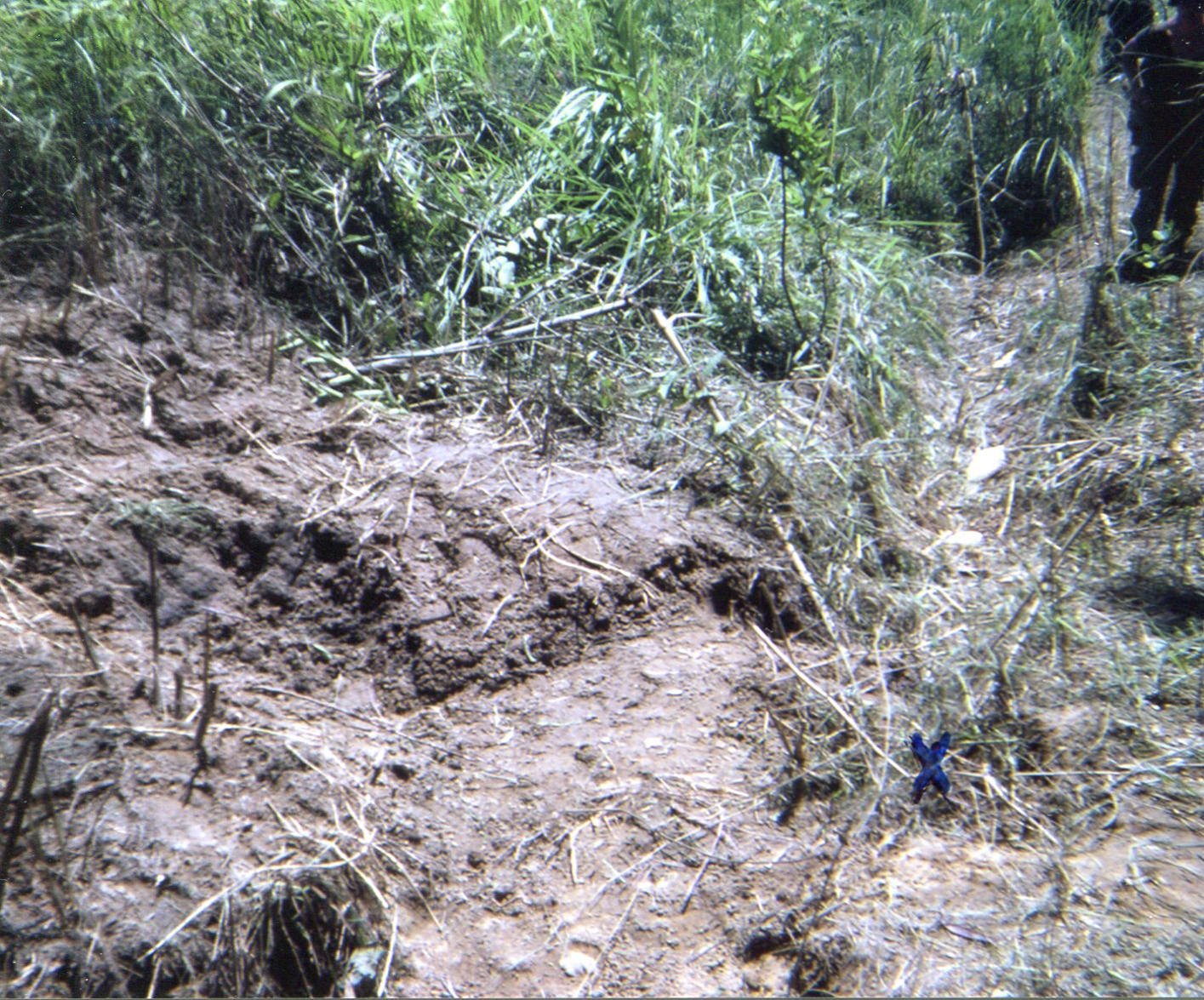 Impact crater from artillery short round on 06/15/1968.  Blue X marks author's location at impact.